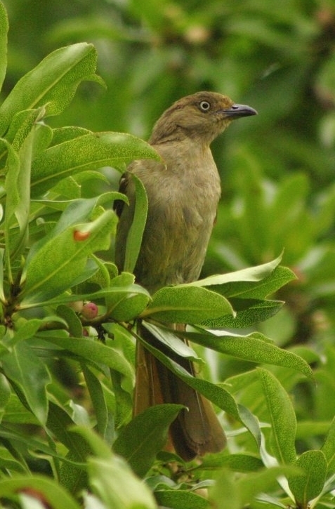Sombre Greenbul