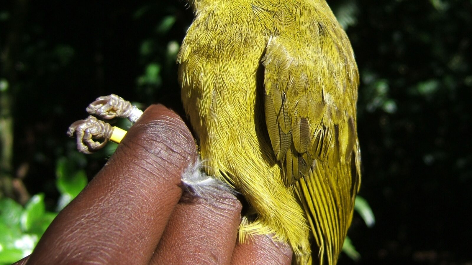 Olive-headed Greenbul