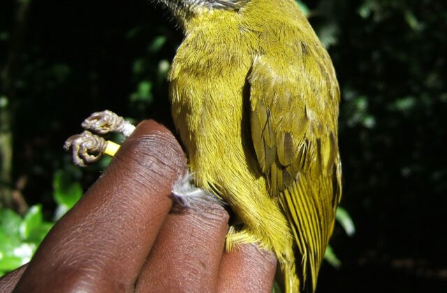 Olive-headed Greenbul