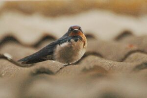 Angola Swallow