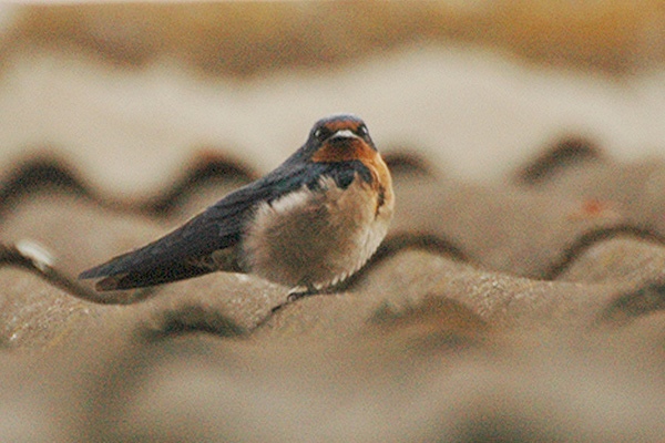 Angola Swallow