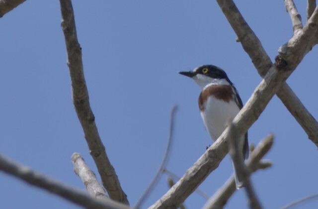 Angola Batis