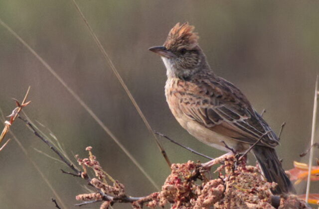 Angola Lark