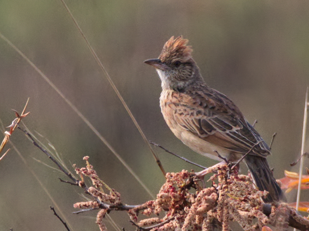 Angola Lark