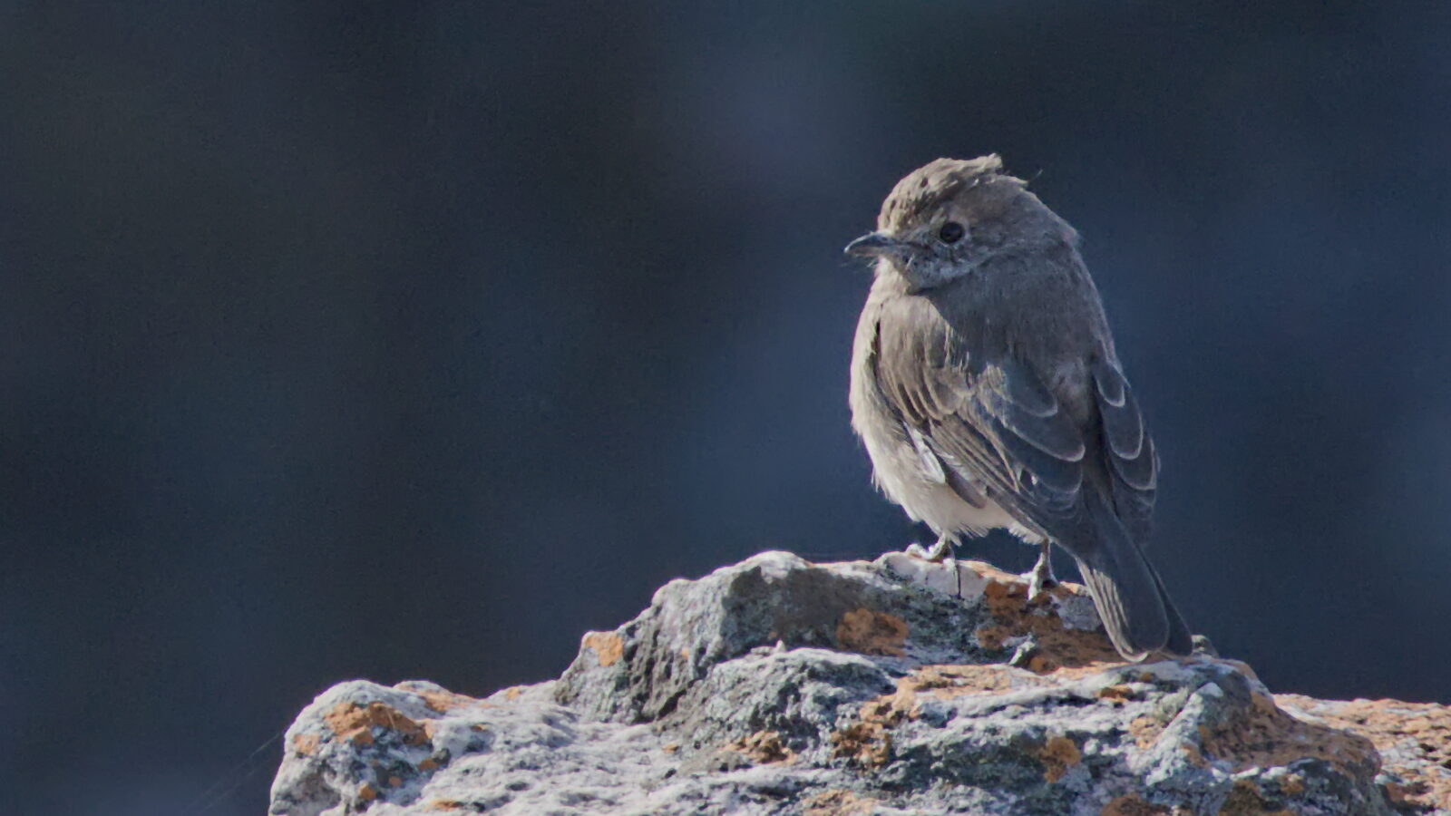 Angola Slaty Flycatcher