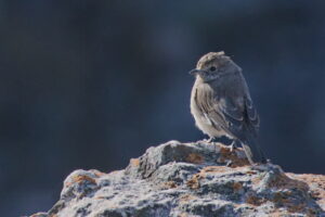 Angola Slaty Flycatcher