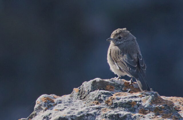 Angola Slaty Flycatcher