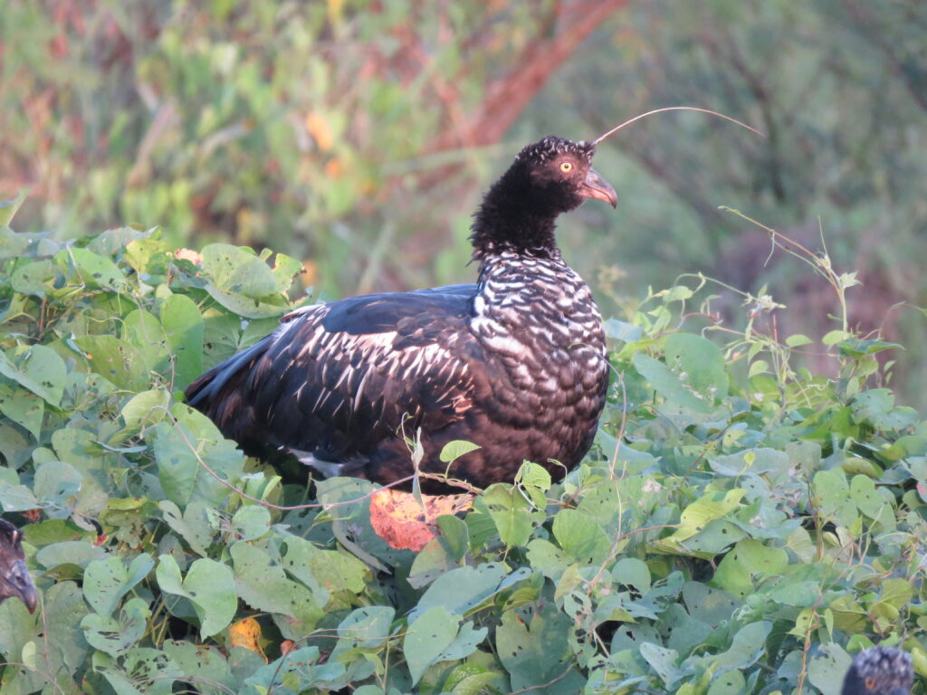 Horned Screamer