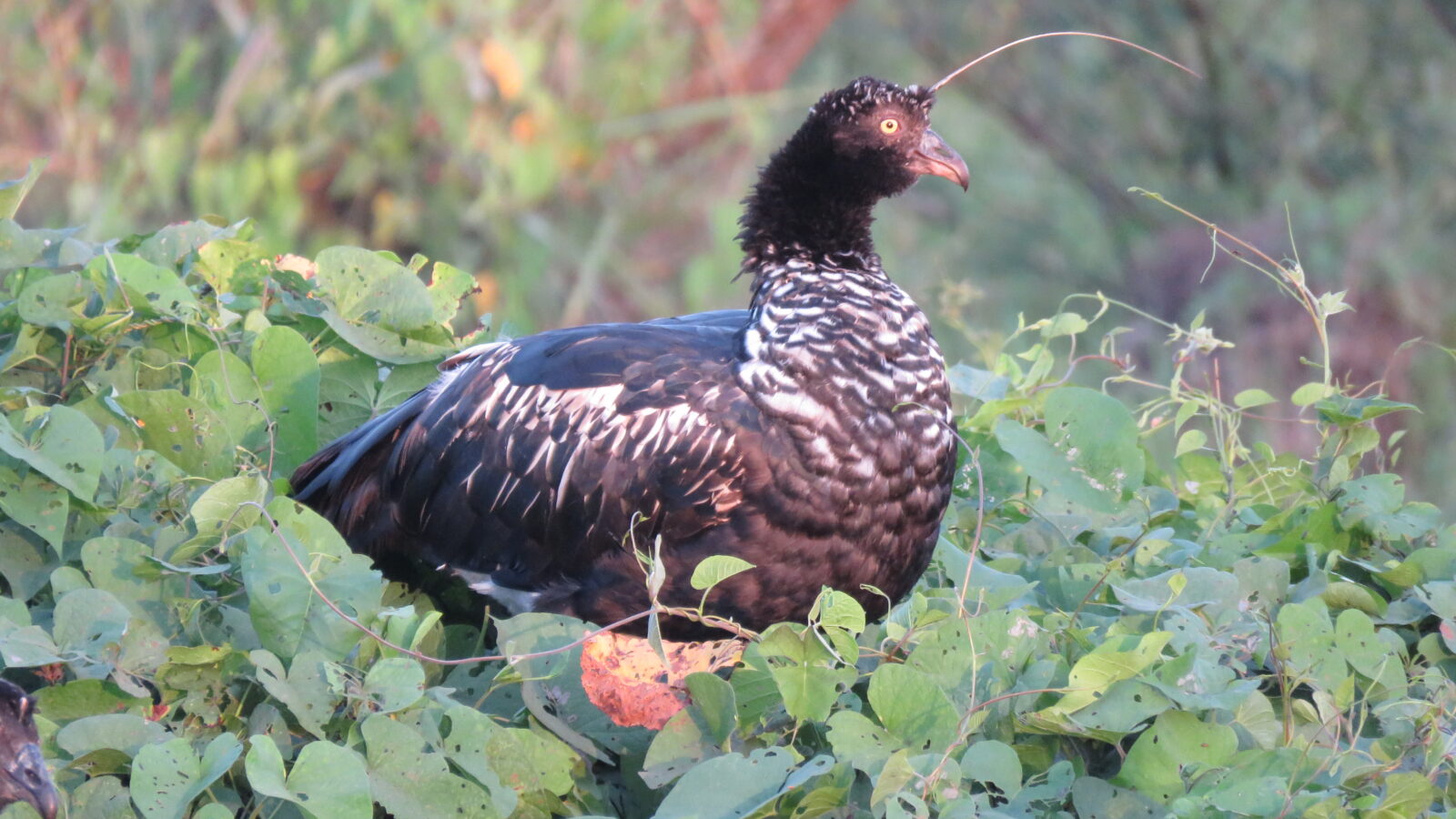 Horned Screamer