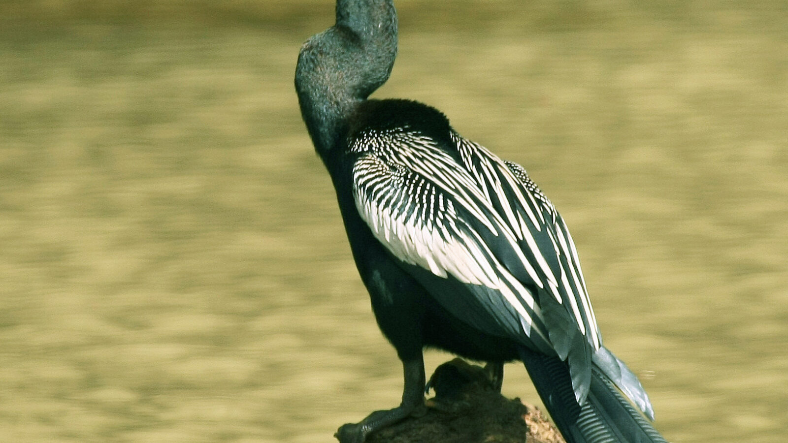 Anhinga