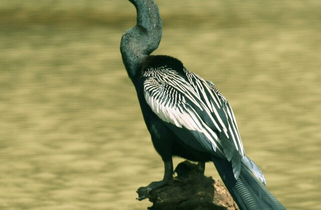 Anhinga