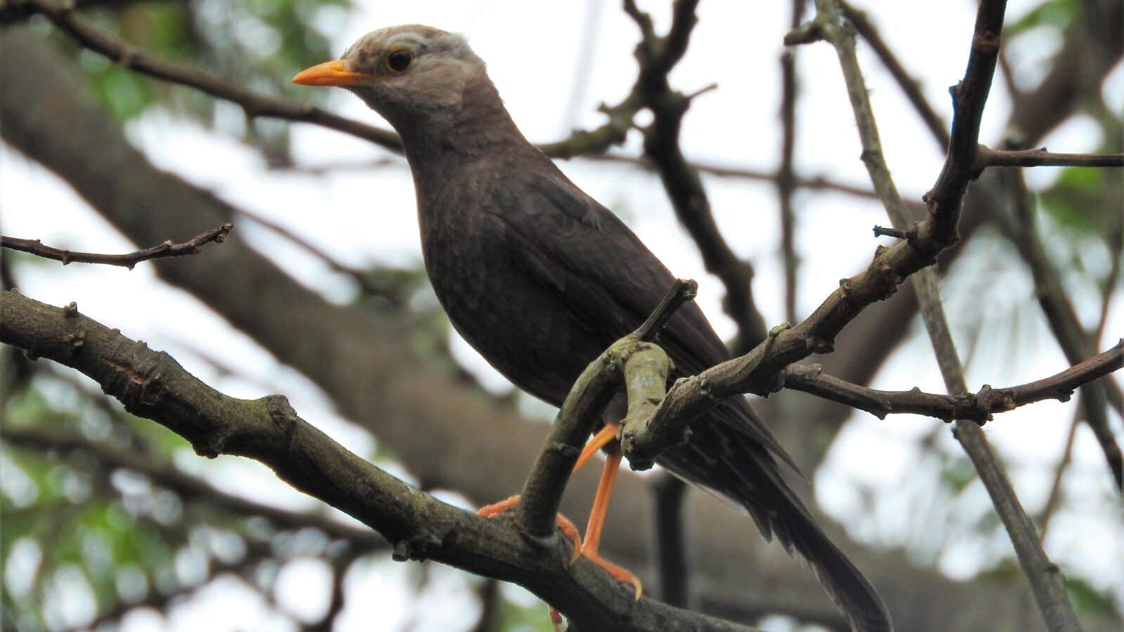 Sundaic Island Thrush