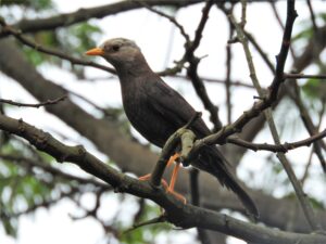 Sundaic Island Thrush