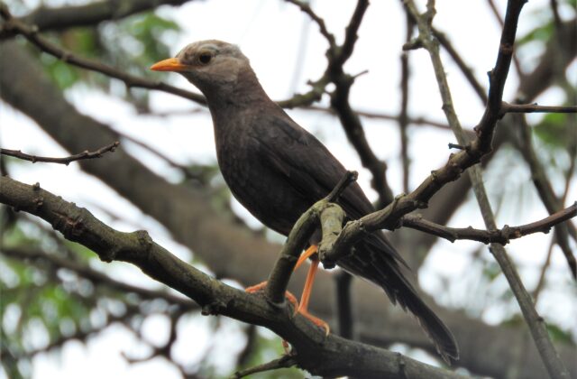 Sundaic Island Thrush