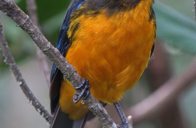 Lacrimose Mountain Tanager