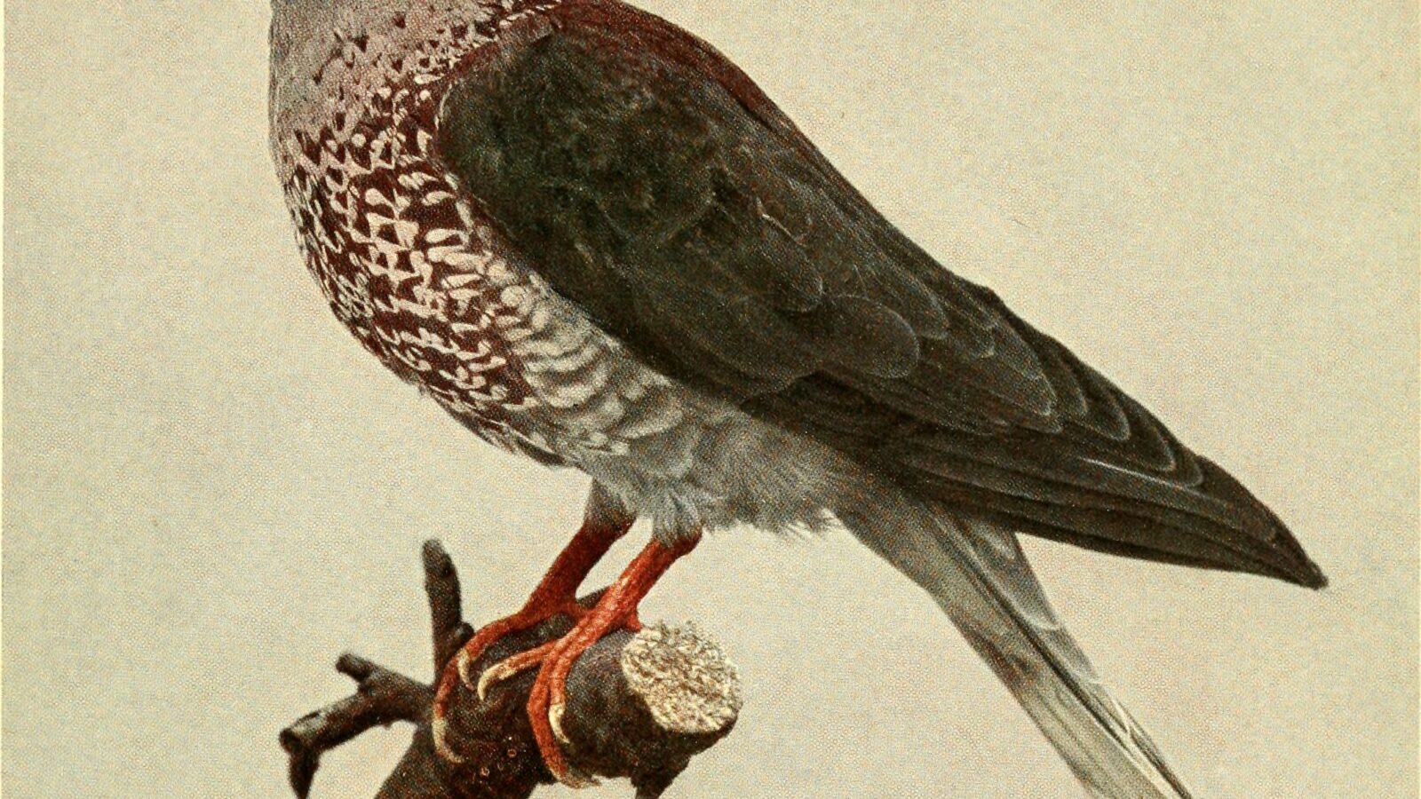 White-naped Pigeon