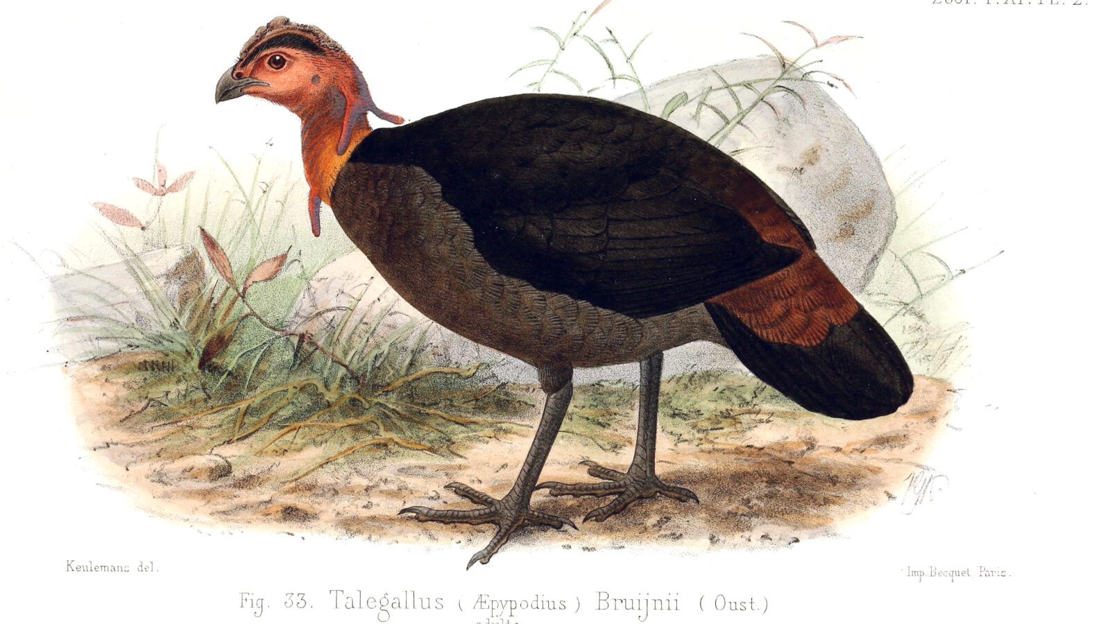 Waigeo Brushturkey