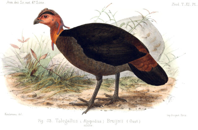 Waigeo Brushturkey