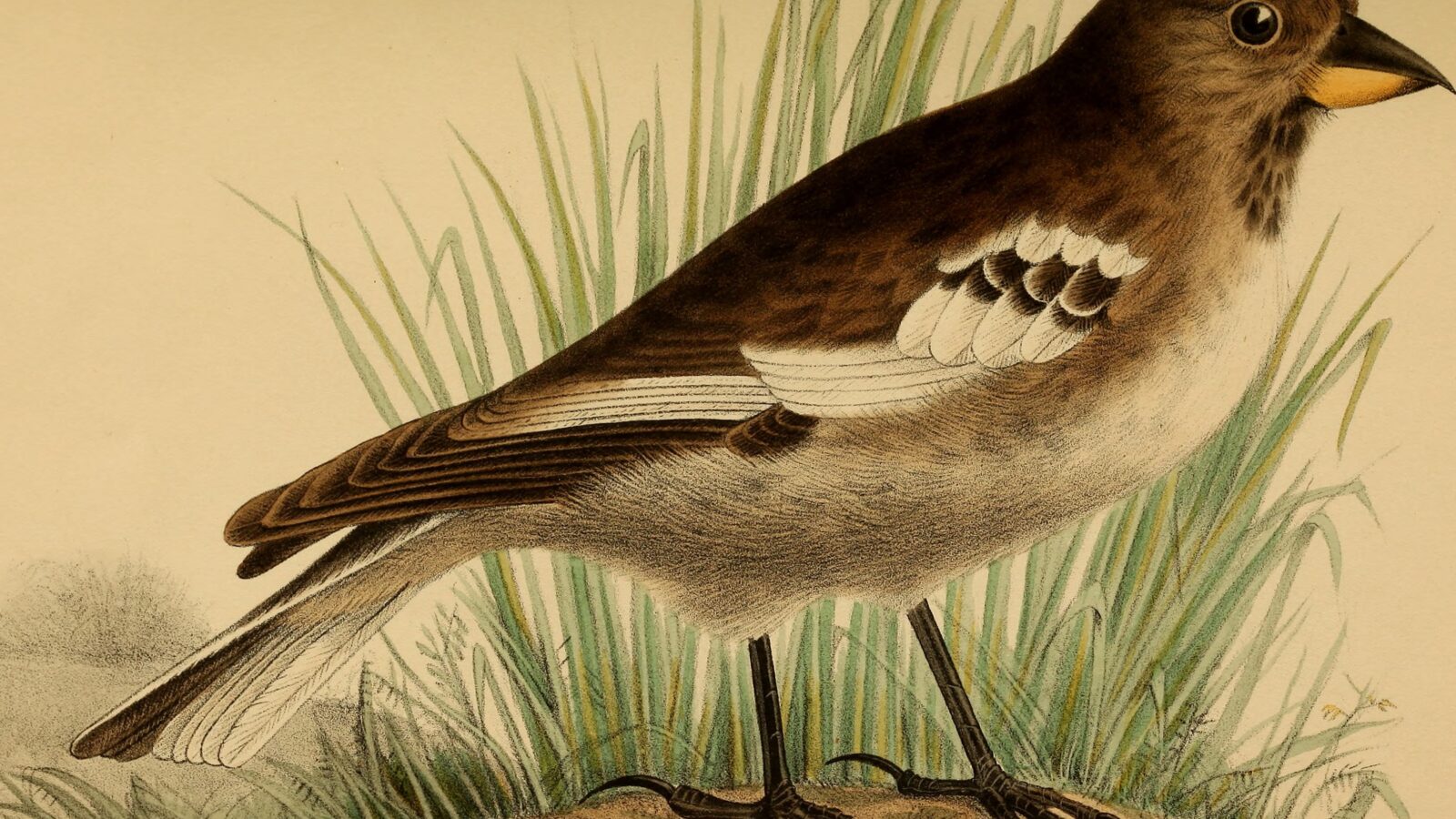 Tibetan Snowfinch
