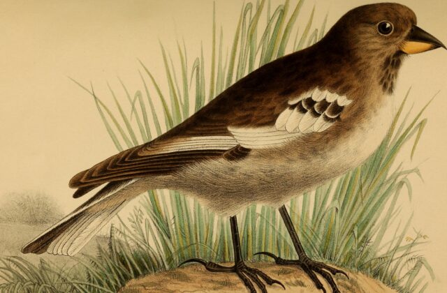 Tibetan Snowfinch