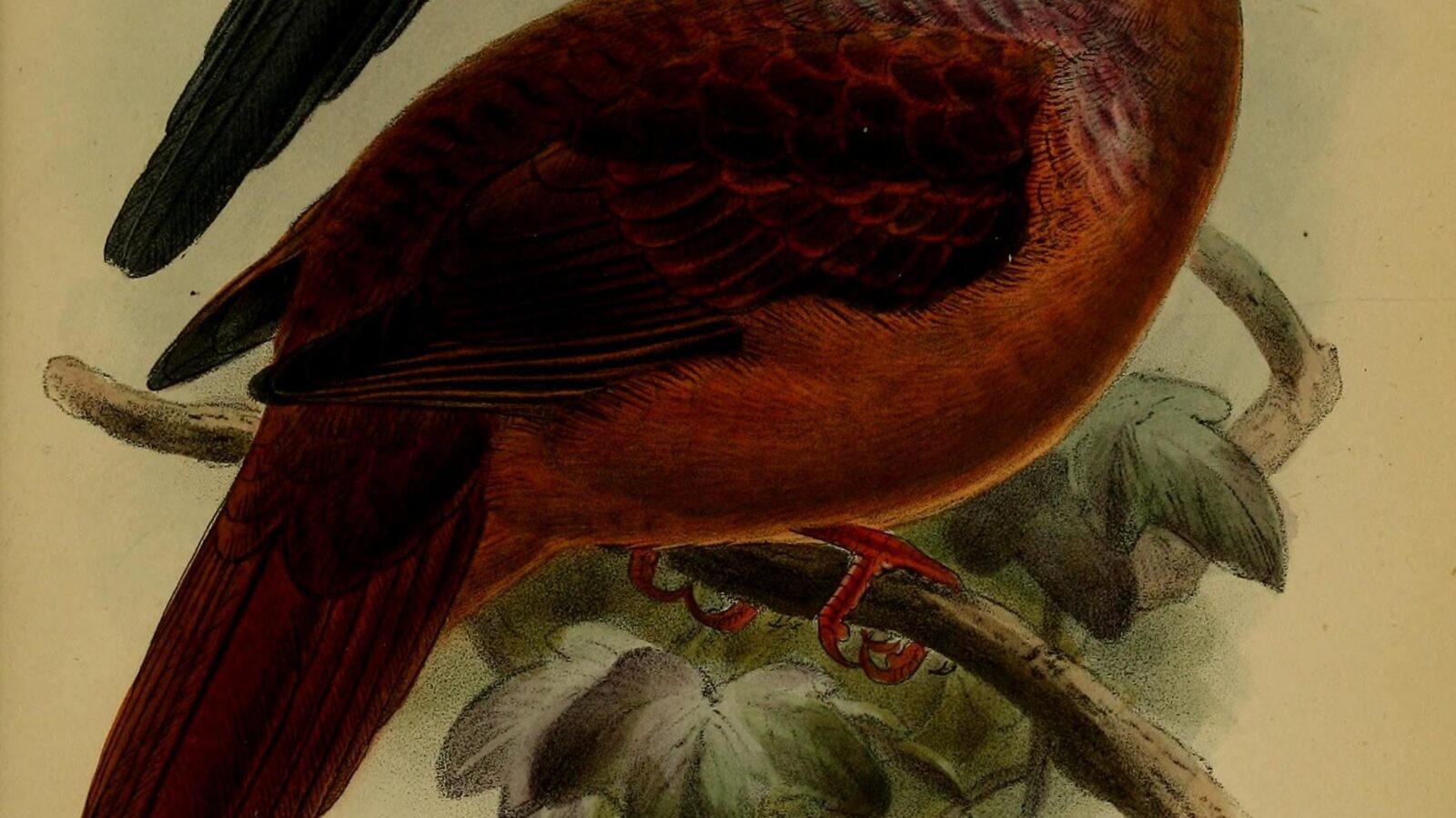 Barusan Cuckoo-Dove