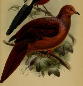 Barusan Cuckoo-Dove