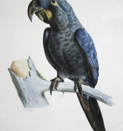 Glaucous Macaw