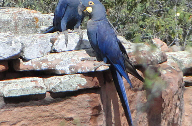 Lear’s Macaw