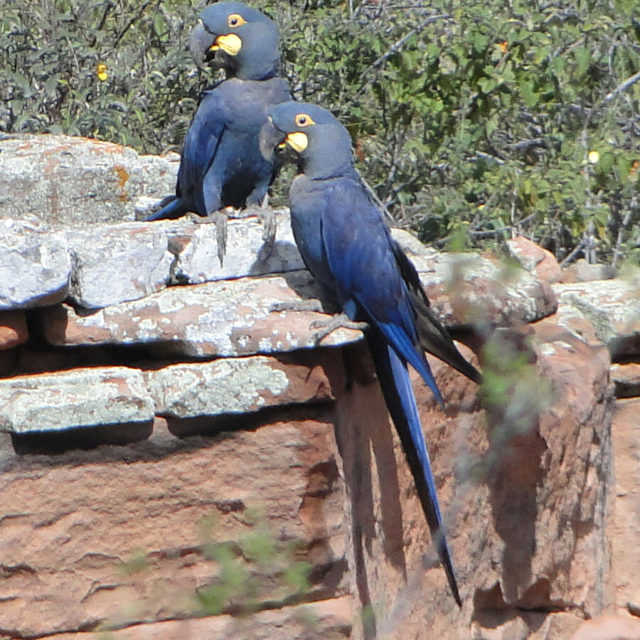 Lear’s Macaw