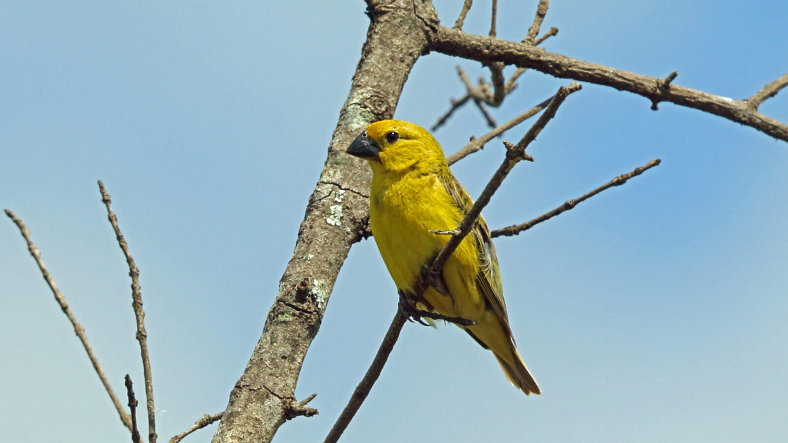 Cuckoo-finch