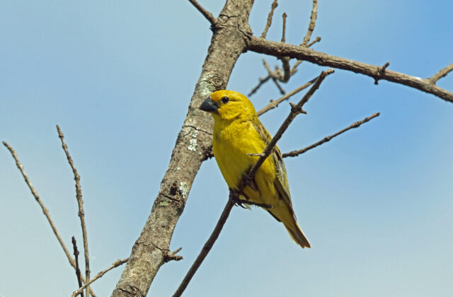 Cuckoo-finch
