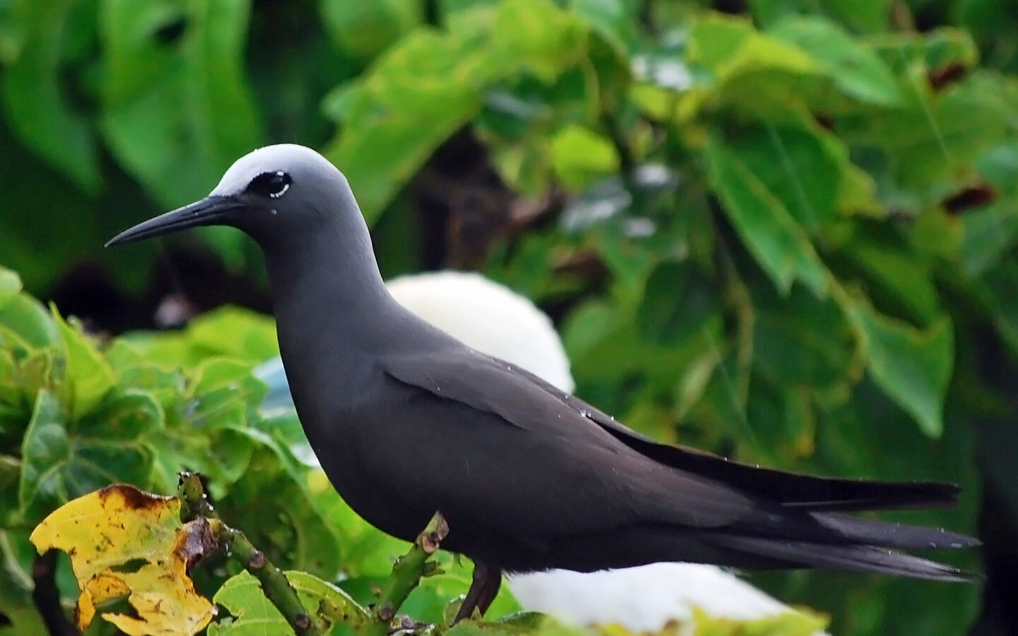 Black Noddy