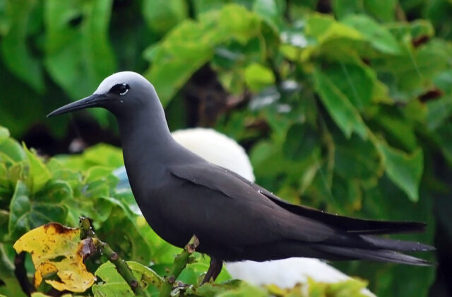 Black Noddy