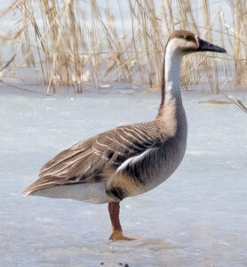Swan Goose