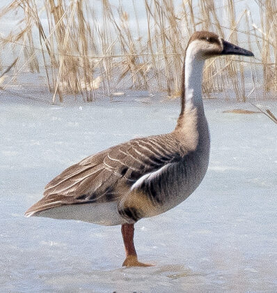 Swan Goose