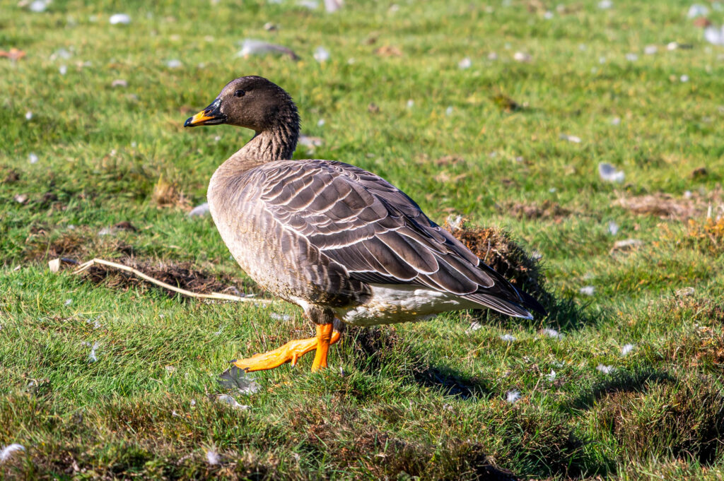 Taiga Bean Goose