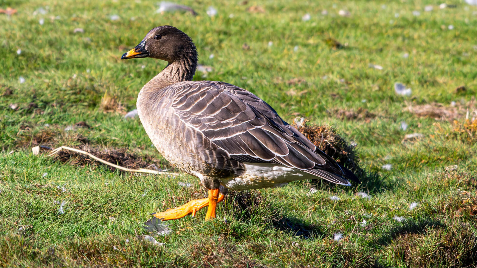 Taiga Bean Goose