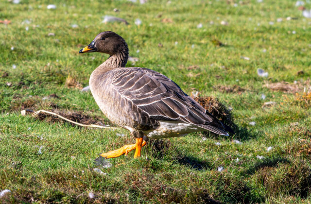 Taiga Bean Goose