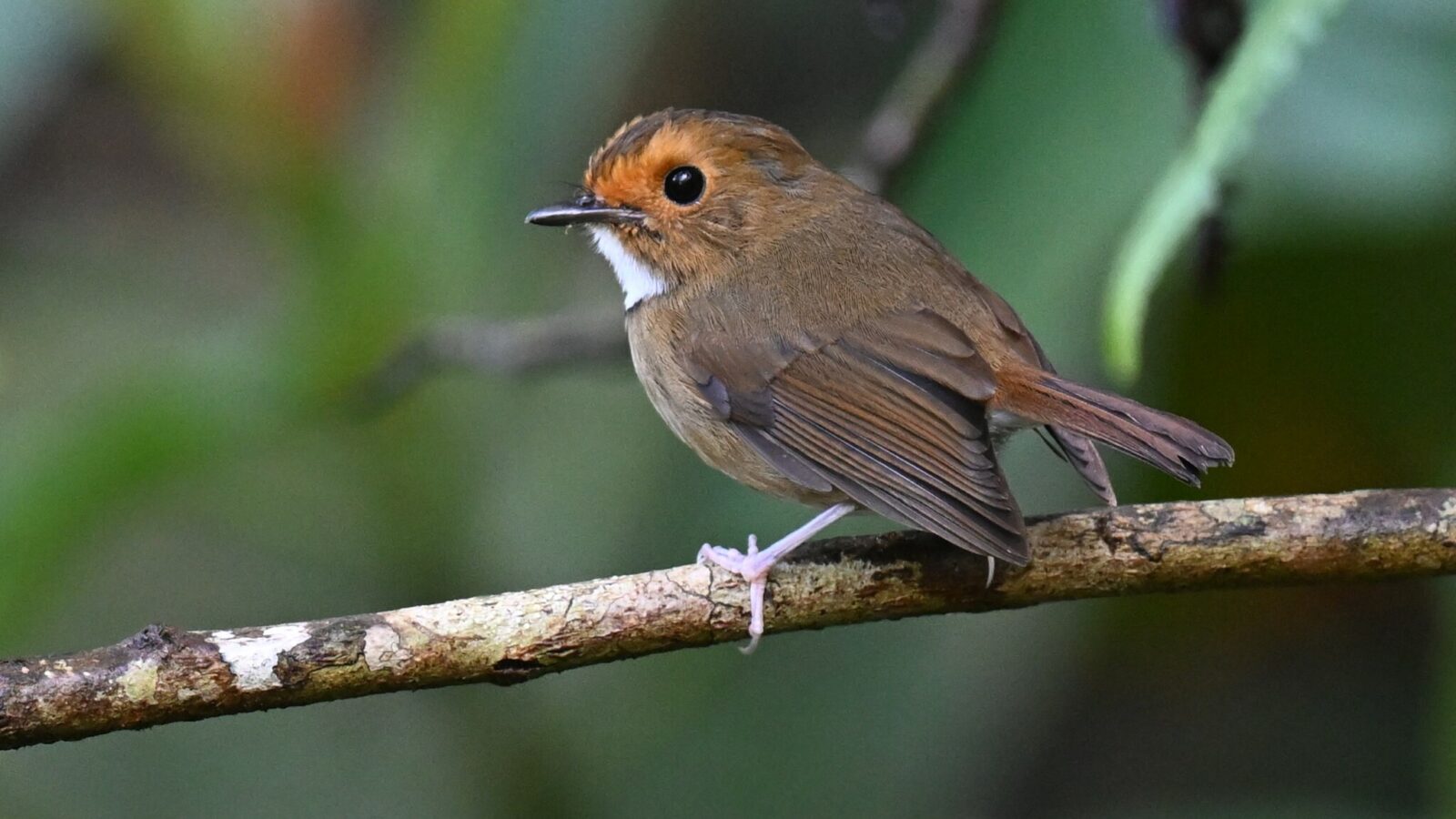 Rufous-browed Flycatcher
