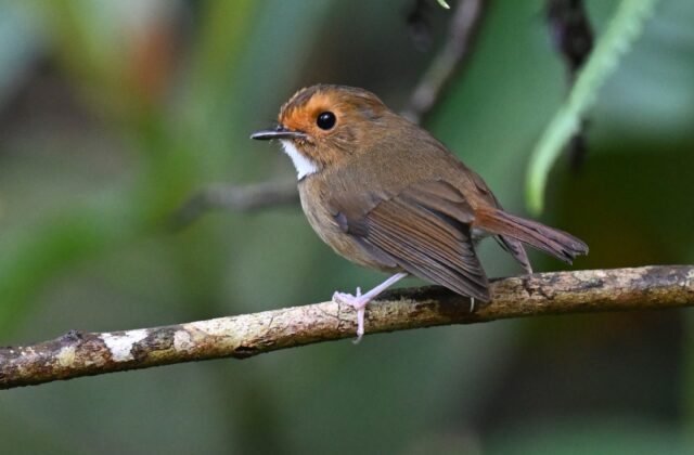 Rufous-browed Flycatcher