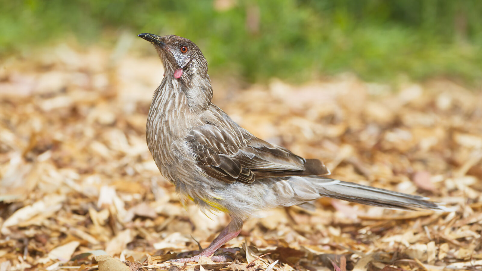 Red Wattlebird