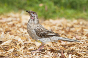 Red Wattlebird