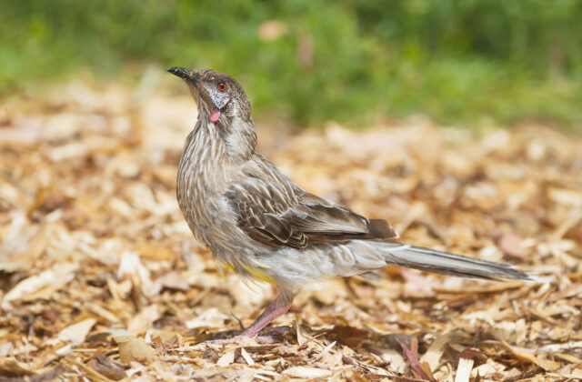 Red Wattlebird