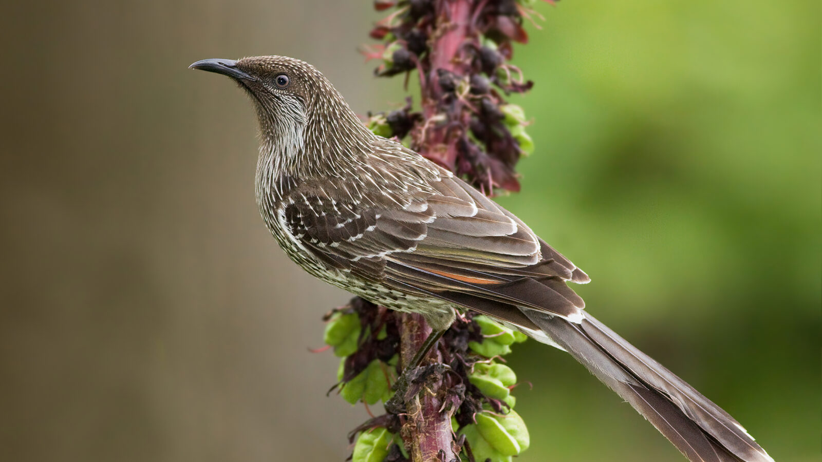 Little Wattlebird