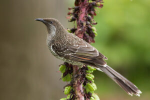 Little Wattlebird