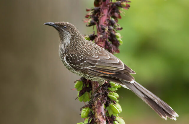 Little Wattlebird