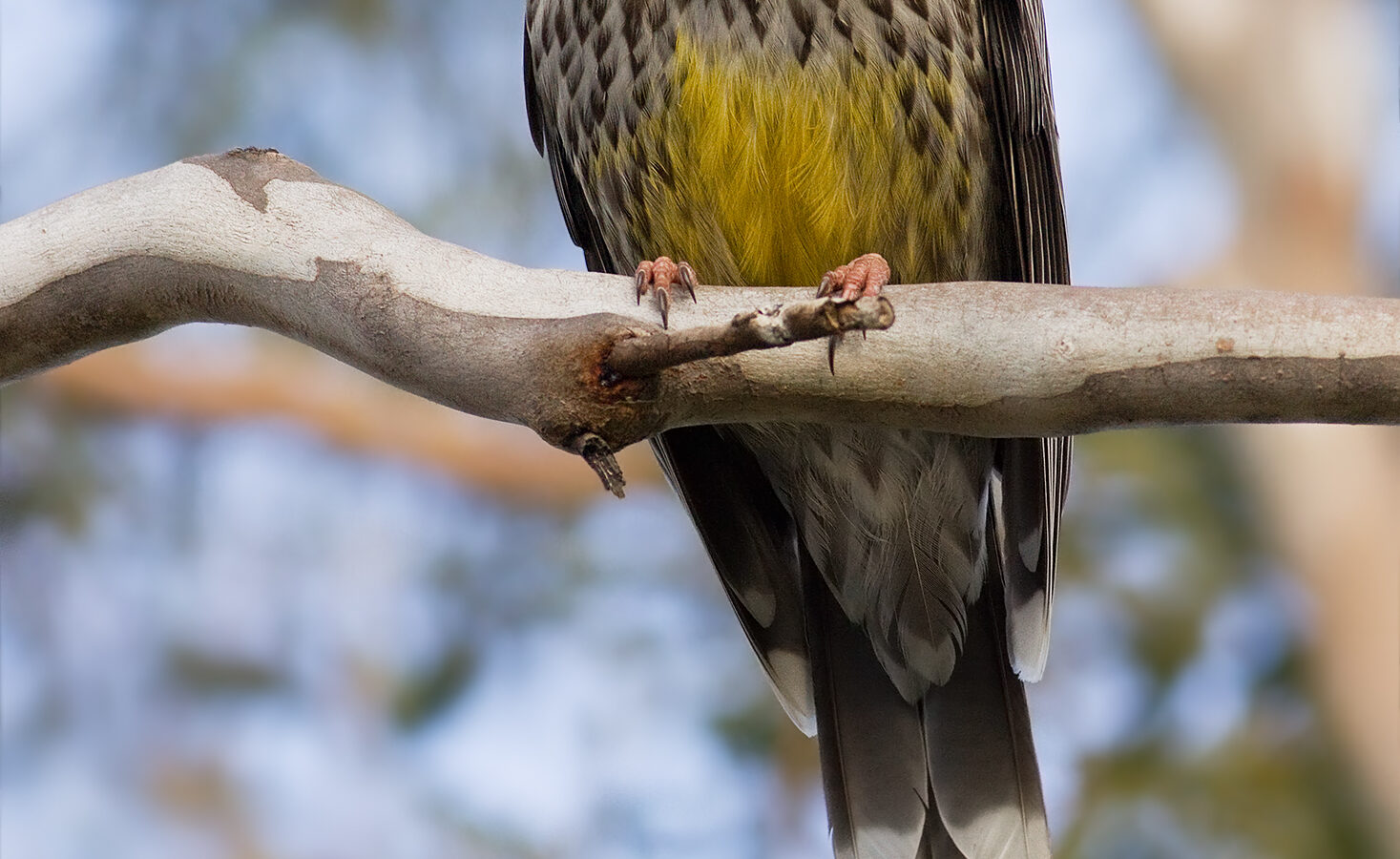 Yellow Wattlebird