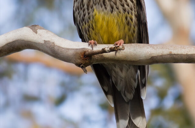 Yellow Wattlebird