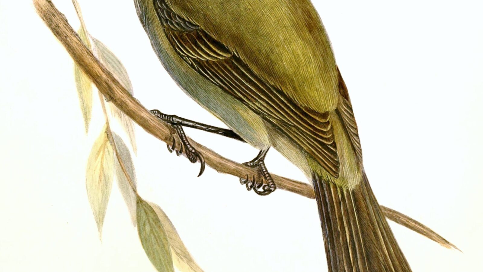 Chatham Islands Bellbird