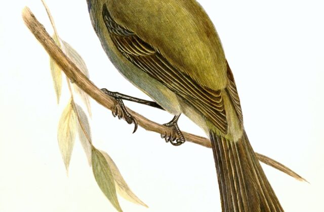 Chatham Islands Bellbird